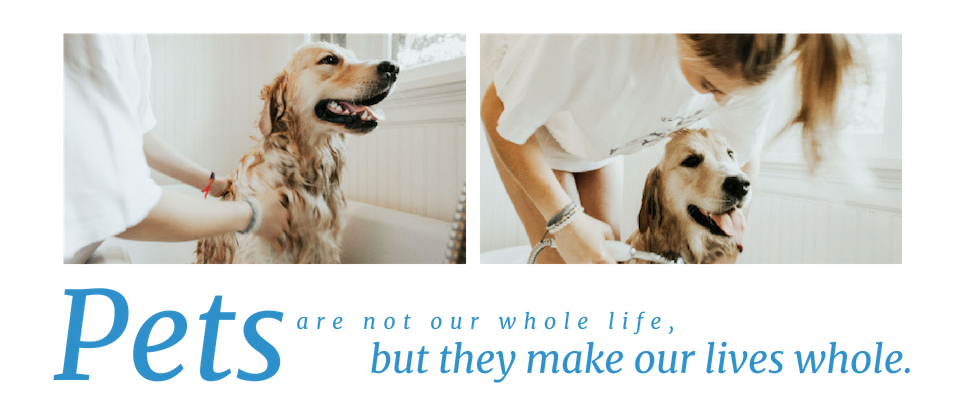 Pets are not our whole life but they make our lives whole. 