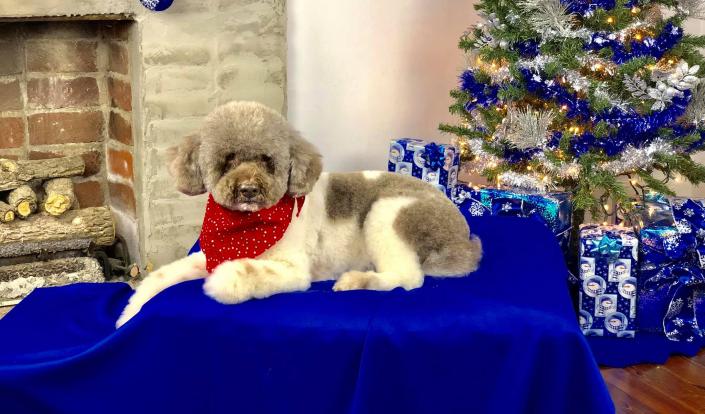 With a fresh cut and style, this poodle is just adorable! 