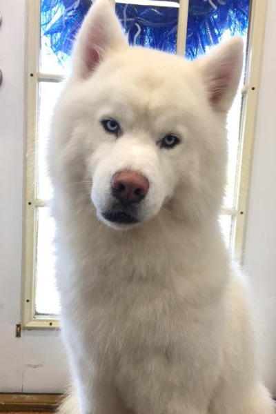 white husky 