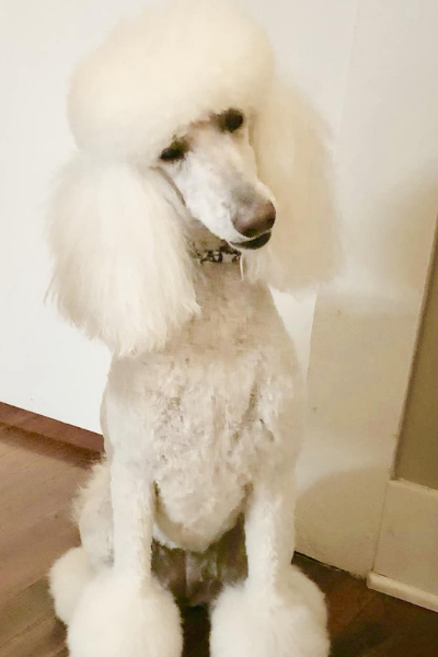 groomed poodle